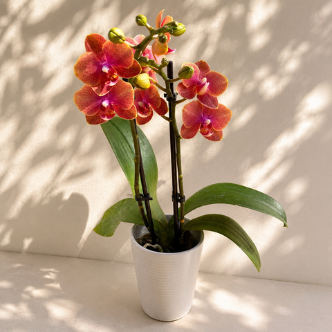 Pot Plant
