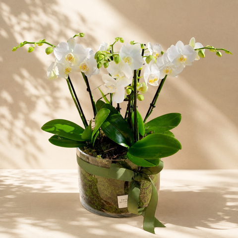 Flowers from $60 to $80