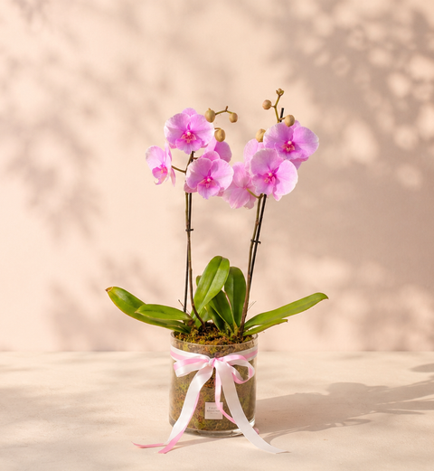 Orchid