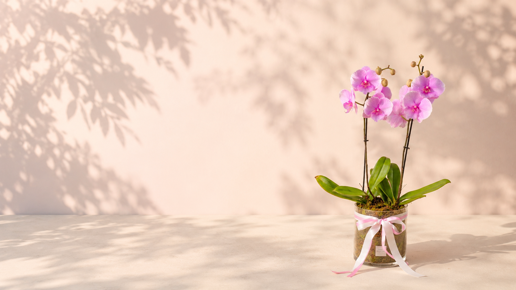 Orchid