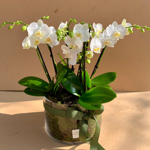 Orchid Plant in Pot