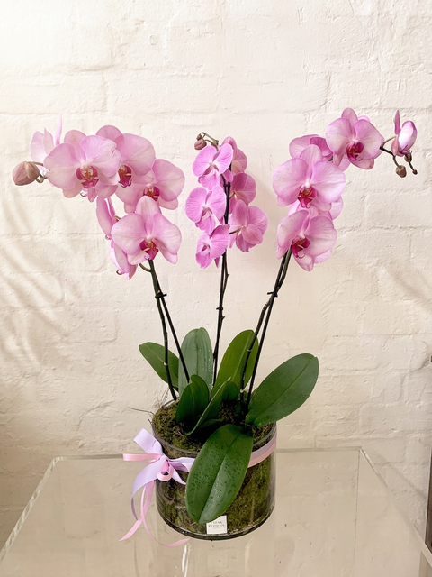 Orchid Plant in Pot