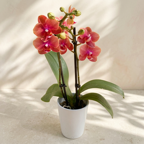 Orchid Plant in Pot