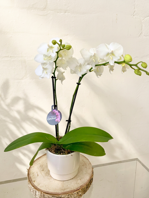 Orchid Plant in Pot