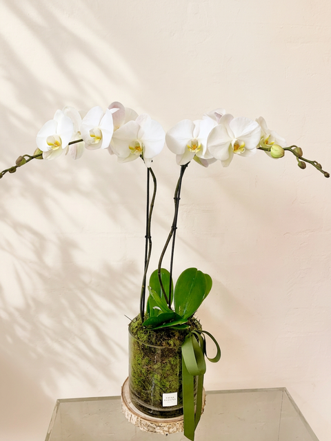 Orchid Plant in Pot