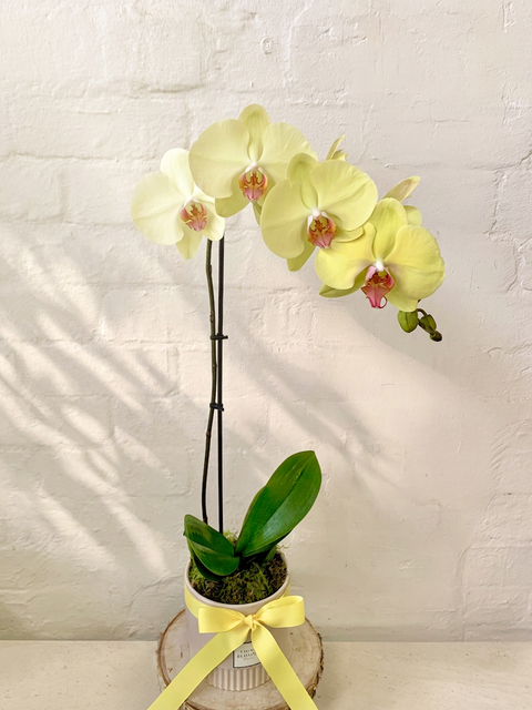 Orchid Plant in Pot
