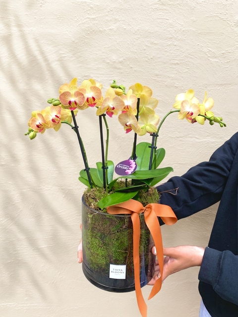 Orchid Plant in Pot