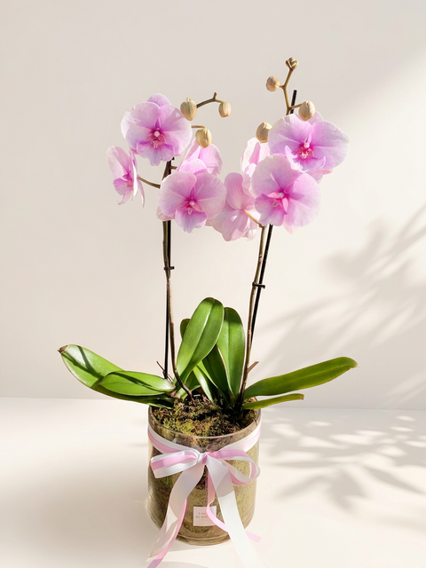 Orchid Plant in Pot