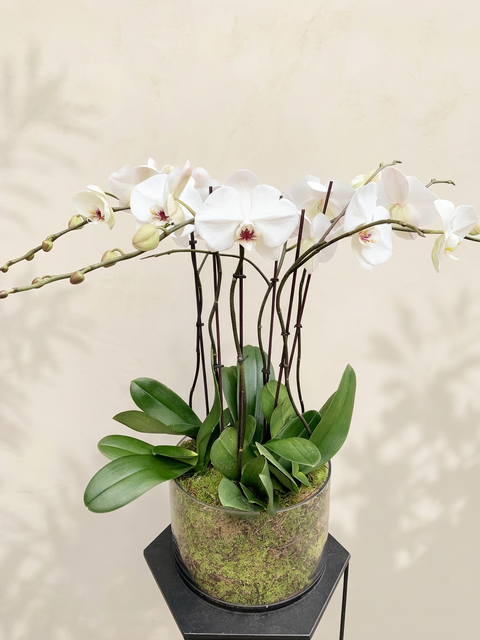 Orchid Plant in Pot