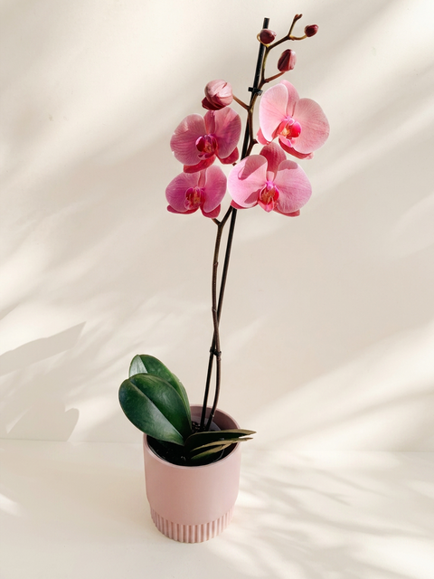 Orchid Plant in Pot