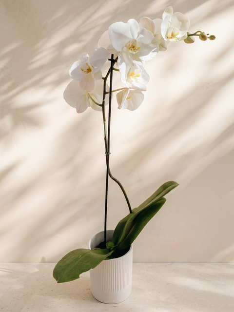 Orchid Plant in Pot