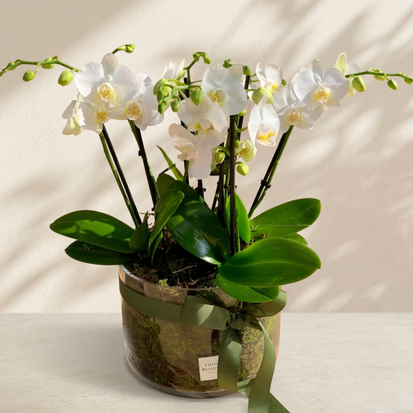 Orchid Plant in Pot