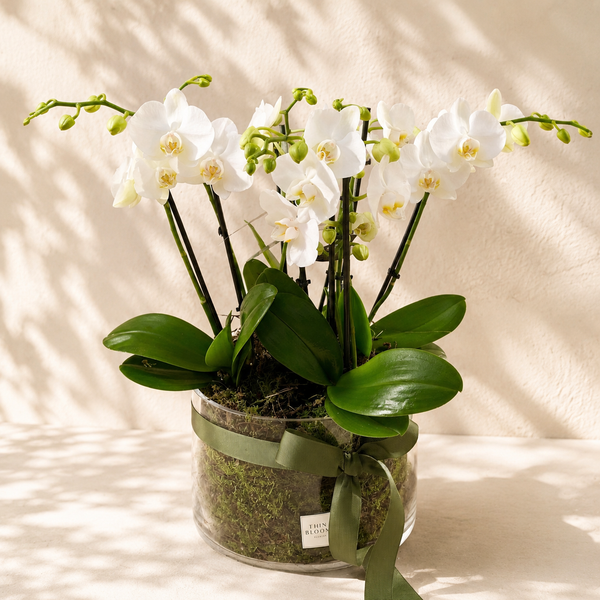 Orchid Plant in Pot
