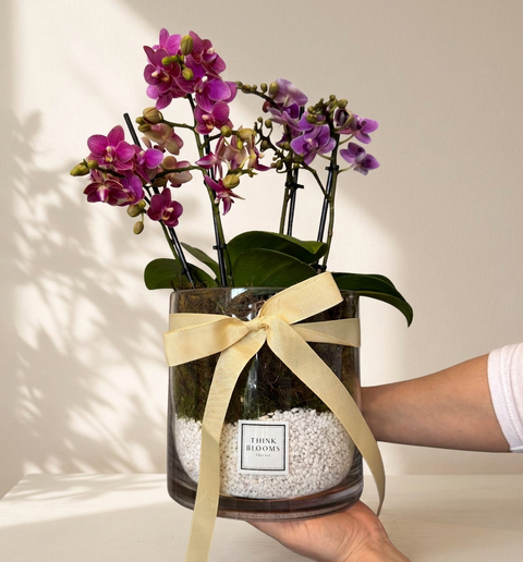 Orchid Plant in Pot