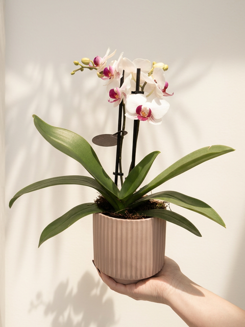 Orchid Plant in Pot