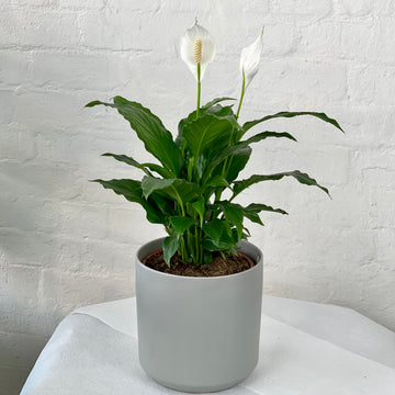 Peace Lily