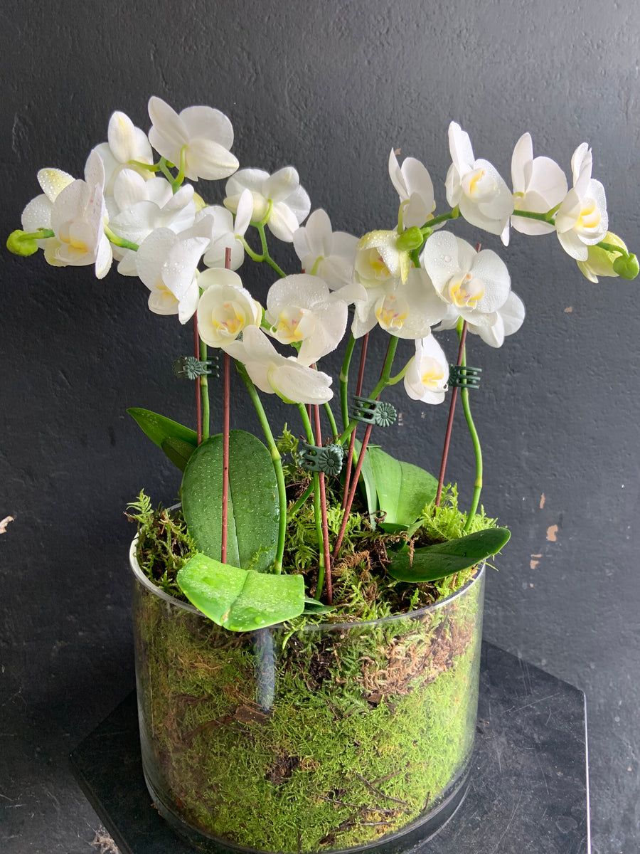 Orchid plant in pot