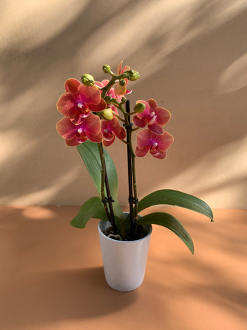 Orchid plant in pot